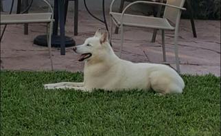 Siberian Husky Dogs for adoption in Justin , TX, USA