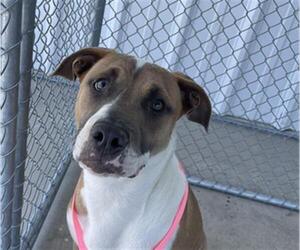 American Pit Bull Terrier-Unknown Mix Dogs for adoption in Bakersfield, CA, USA