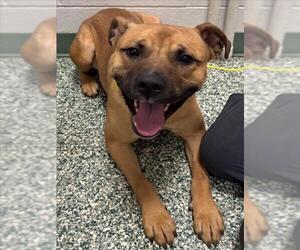 Black Mouth Cur-Unknown Mix Dogs for adoption in Salisbury, NC, USA