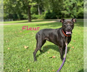 Black Mouth Cur-Unknown Mix Dogs for adoption in Farmerville, LA, USA