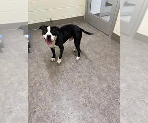 American Pit Bull Terrier Dogs for adoption in Saginaw, MI, USA