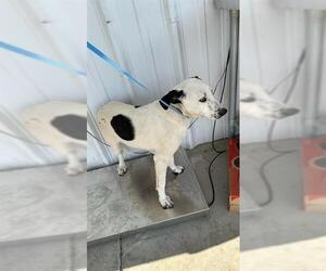 American Pit Bull Terrier-Unknown Mix Dogs for adoption in Bakersfield, CA, USA