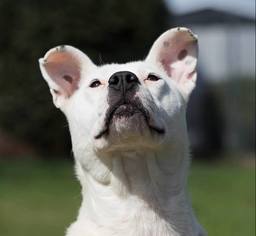 Mutt Dogs for adoption in Oxford, NC, USA