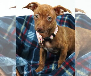 American Pit Bull Terrier-Chihuahua Mix Dogs for adoption in Princeton, MN, USA