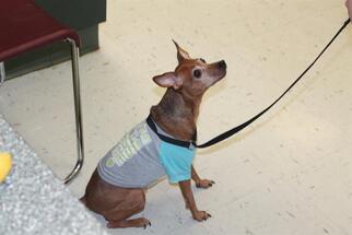 Miniature Pinscher Dogs for adoption in Waterford, VA, USA