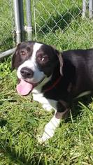 Border Collie Dogs for adoption in Lewisburg, WV, USA