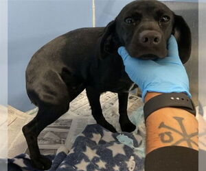 Labrador Retriever-Unknown Mix Dogs for adoption in San Bernardino, CA, USA