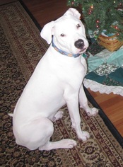 Dogo Argentino Dogs for adoption in Grapevine, TX, USA