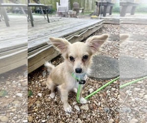 Chihuahua-Unknown Mix Dogs for adoption in Princeton, MN, USA