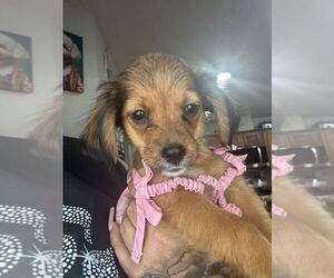 Dachshund-Unknown Mix Dogs for adoption in Brewster, NY, USA