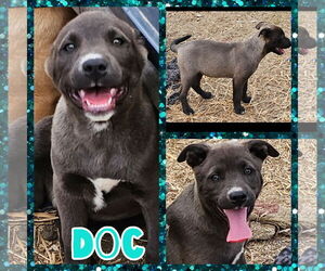 Labrador Retriever Dogs for adoption in Blacksburg, SC, USA