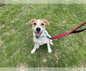 Small Australian Shepherd-Beagle Mix