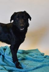 Labrador Retriever-Unknown Mix Dogs for adoption in Oxford, MI, USA