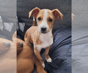 Chiweenie Dogs for adoption in The Woodlands, TX, USA