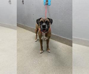 Boxer-Unknown Mix Dogs for adoption in Las Vegas, NV, USA