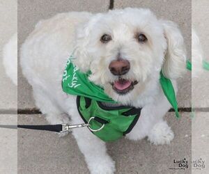 Unknown-Wheaten Terrier Mix Dogs for adoption in Washington, DC, USA