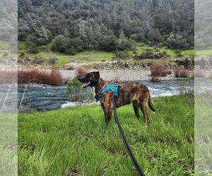 American Pit Bull Terrier-Unknown Mix Dogs for adoption in Yuba City, CA, USA