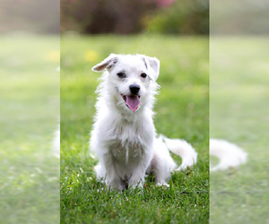 Jack Chi Dogs for adoption in Rancho Santa Margarita, CA, USA