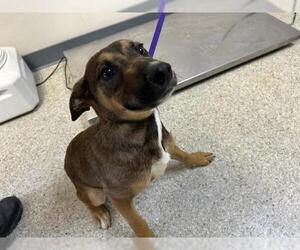 German Shepherd Dog-Unknown Mix Dogs for adoption in Visalia, CA, USA
