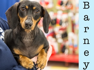 Dachshund Dogs for adoption in Clarkston, MI, USA