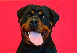 Rottweiler Dogs for adoption in FAIRLAWN, OH, USA