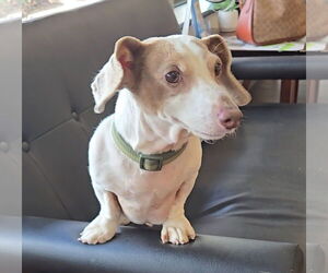 Dachshund Dogs for adoption in Weston, FL, USA