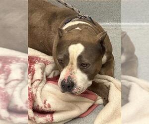 American Pit Bull Terrier Dogs for adoption in Rancho Cucamonga, CA, USA