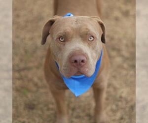 American Staffordshire Terrier-Unknown Mix Dogs for adoption in San Antonio, TX, USA