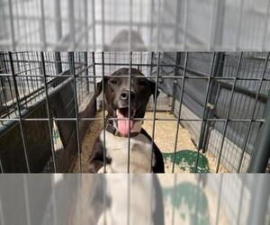 Black and Tan Coonhound-Labrador Retriever-Mountain Cur Mix Dogs for adoption in Mount Vernon, AR, USA