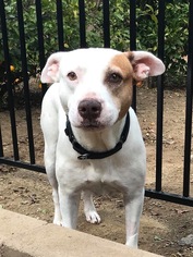 American Pit Bull Terrier-Unknown Mix Dogs for adoption in Lake Arrowhead, CA, USA