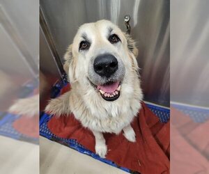 Great Pyrenees-Unknown Mix Dogs for adoption in Fairbanks, AK, USA