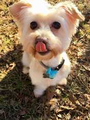 Shih Tzu Dogs for adoption in Durham, NC, USA