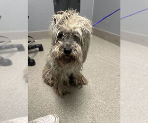 Mutt Dogs for adoption in Las Vegas, NV, USA