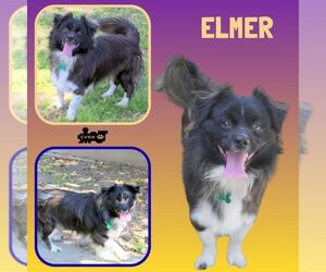 Colonial Cocker Spaniel-Unknown Mix Dogs for adoption in Lindsay, CA, USA