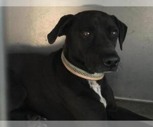 Borador Dogs for adoption in Riverside, CA, USA
