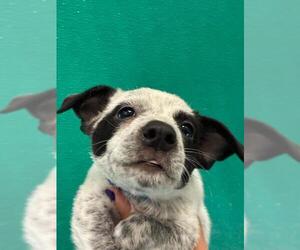 Texas Heeler-Unknown Mix Dogs for adoption in Visalia, CA, USA