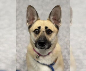 German Shepherd Dog-Unknown Mix Dogs for adoption in Westminster, MD, USA