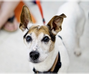 Jack Russell Terrier Dogs for adoption in Greenbelt, MD, USA