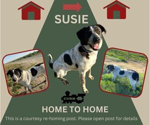 German Shorthaired Pointer-Unknown Mix Dogs for adoption in Lindsay, CA, USA