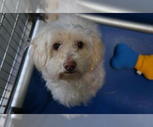 Maltese Dogs for adoption in Norfolk, VA, USA