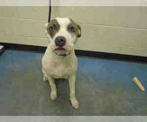 American Pit Bull Terrier Dogs for adoption in Memphis, TN, USA