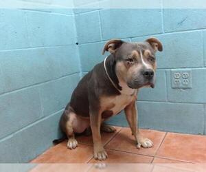 American Staffordshire Terrier Dogs for adoption in Downey, CA, USA