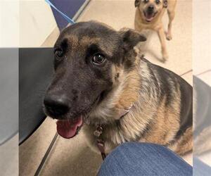German Shepherd Dog Dogs for adoption in Bakersfield, CA, USA