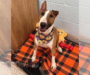 Bull Terrier Dogs for adoption in Brighton, CO, USA