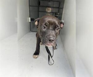 Bulldog-Unknown Mix Dogs for adoption in Houston, TX, USA