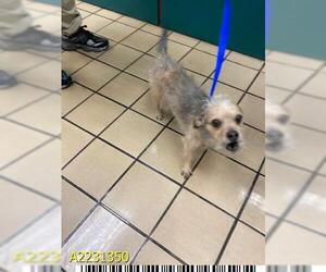 Mutt Dogs for adoption in West Palm Beach, FL, USA