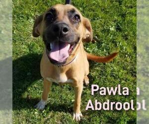 Black Mouth Cur Dogs for adoption in Pendleton, NY, USA