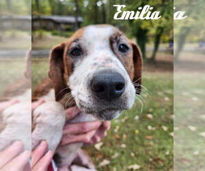 American Pit Bull Terrier-American Staffordshire Terrier Mix Dogs for adoption in Wenonah, NJ, USA