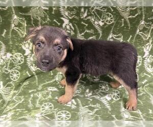 German Shepherd Dog Dogs for adoption in HESPERIA, CA, USA