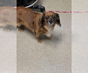 Chihuahua-Unknown Mix Dogs for adoption in Las Vegas, NV, USA